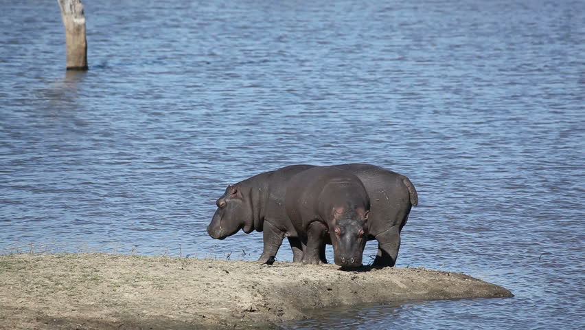 Two hippos (Hippopotamus amphibius) outside the water, Sabie-Sand nature reserve, South Africa