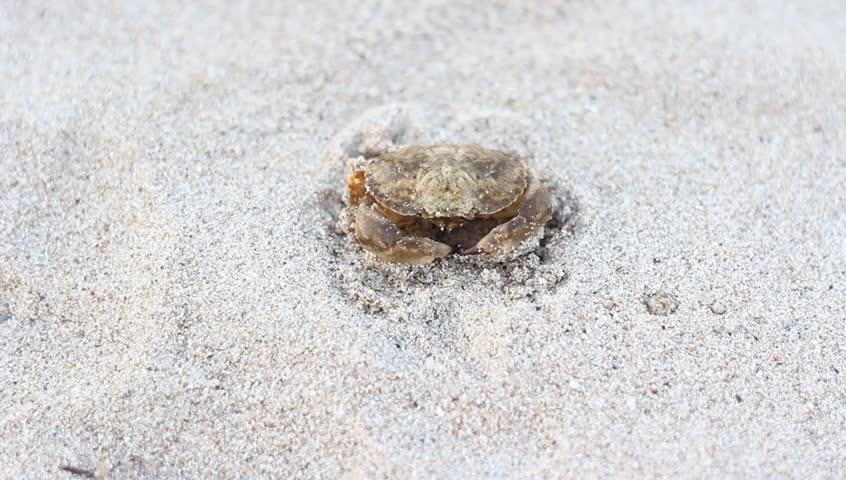 crab is buried in the sand on the beach