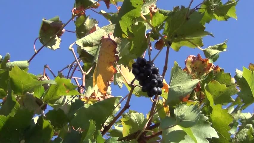 Bunch of grapes on a bush in the wind against the sky