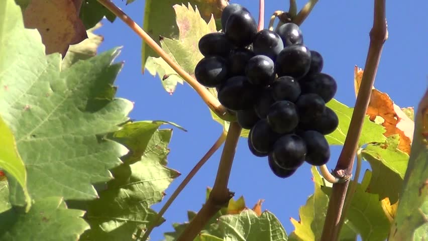 Bunch of grapes in the wind against the sky close-up