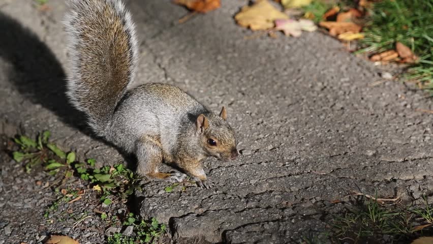 A closeup of a curious squirrel stopping to have a quick look, then running off.