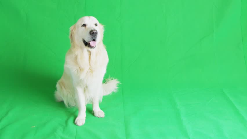 Golden retriever on green chroma key background.