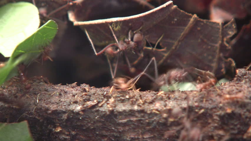 Trail of leaf cutter ants (Atta sp.) on the rainforest floor