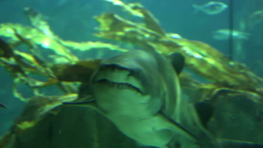 Shark in underwater wild life