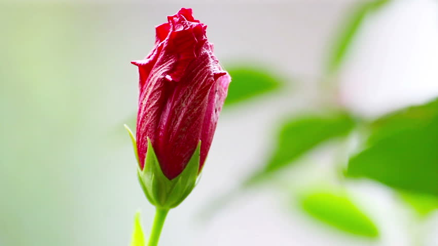 Bud of hibiscus in breeze with mutative focus.