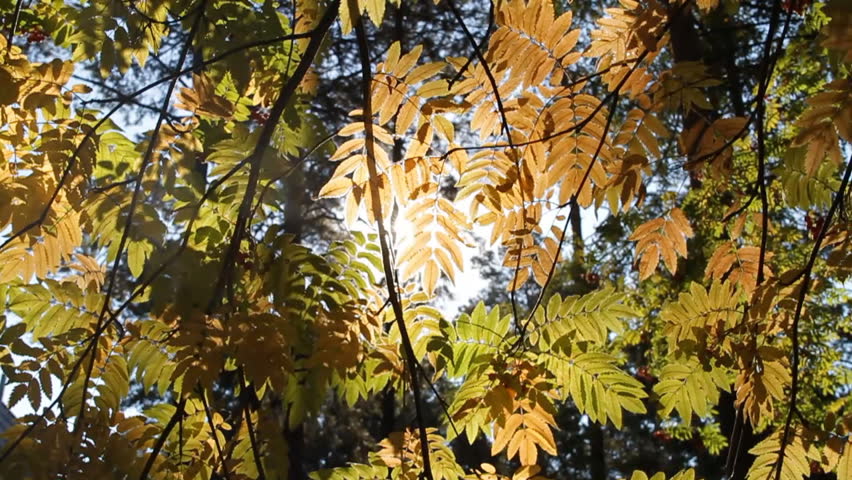 Leaves of trees