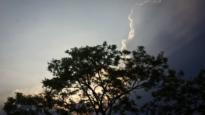 Dramatic sky tree timelapse