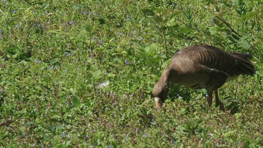 greylag goose (anser anser) grazing in natural habitat