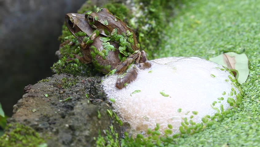 Breeding frogs