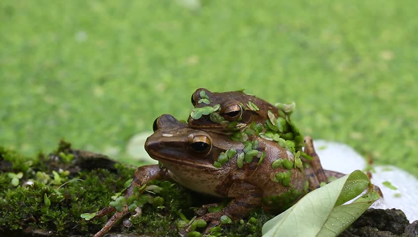 Breeding frogs