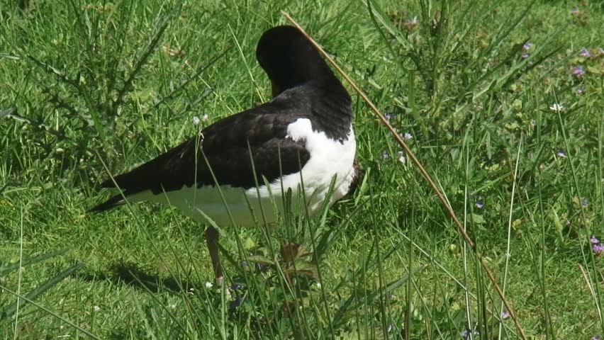 Eurasian Oystercatcher (Haematopus ostralegus) grooming + zoom out natural habitat meadow. The oystercatcher is a familiar sight in Holland.