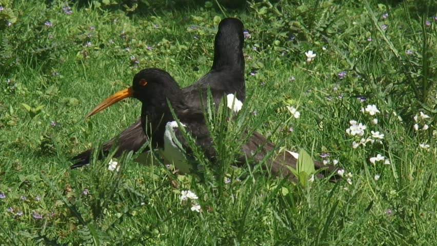 Eurasian Oystercatcher (Haematopus ostralegus) 2-shot in natural habitat, both walk out of shot. The oystercatcher is a familiar sight in Holland.