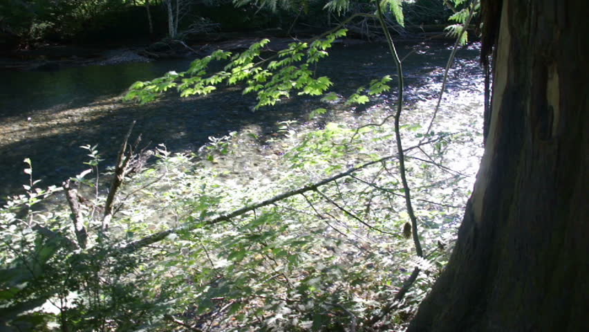 Forest stream and river rocks 		Mount Rainier National Park
