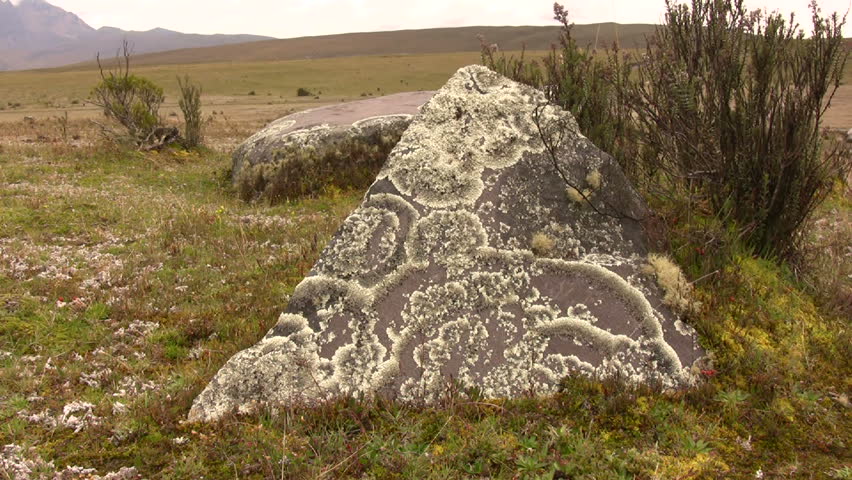 Crustose lichen crowing on boulder on paramo near Cotopaxi Volcano, Ecuador
