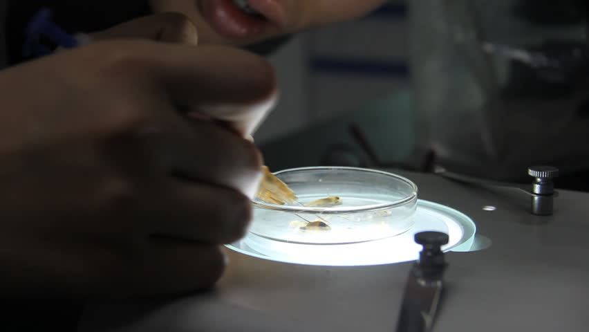 A girl is preparing of animal specimens.The bone specimen is hard to prepare.