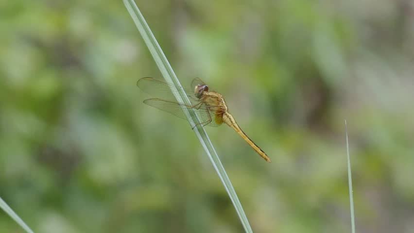 A common dragonfly is clinging on the grass leaf in the garden