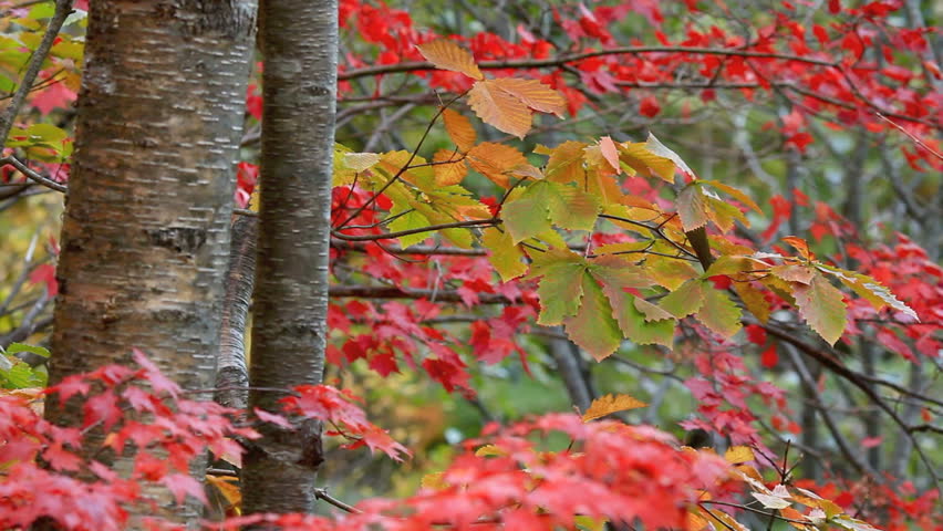Autumn twig with foliage in the background.
