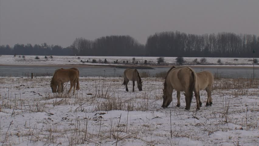 herd of konik horses graze in snow covered river landscape  - river Waal in background