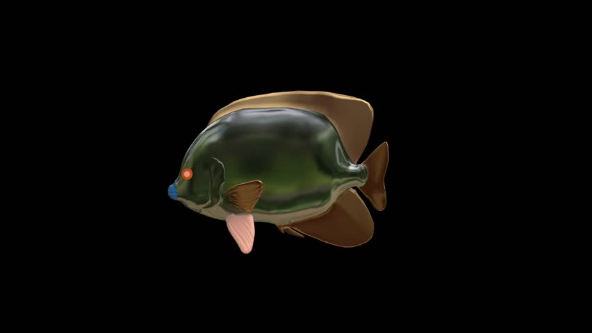 gold fish 