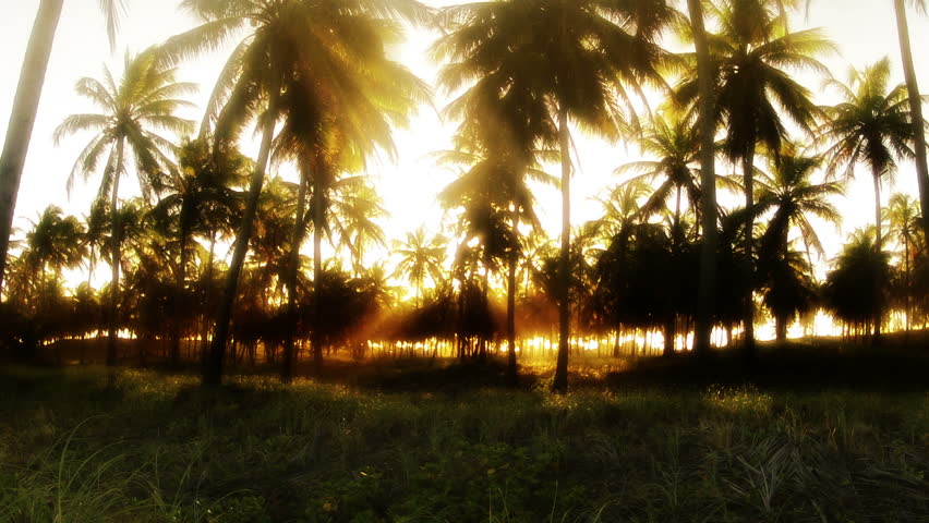 Time-lapse of Golden Tropical Sunset through Coconut Trees