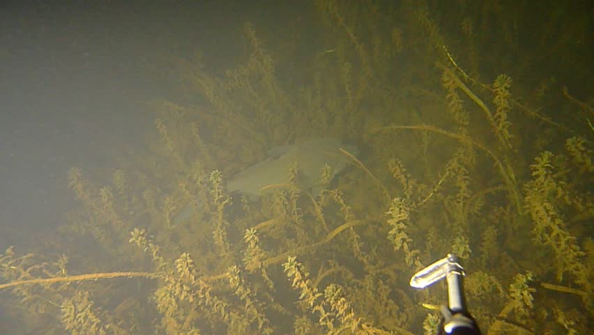 Spear fishing