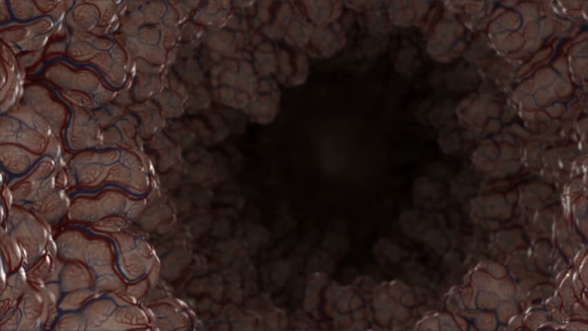 The passage of the air through the lungs showing the numerous alveoli which allow perfusion of the blood with oxygen