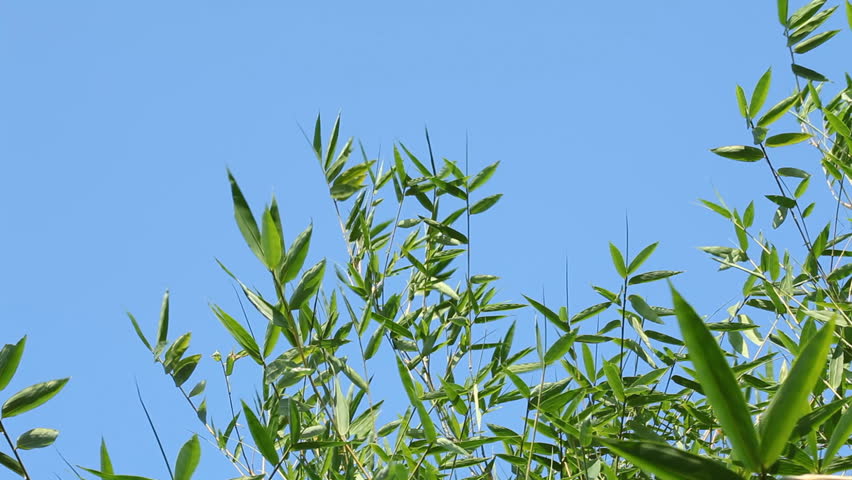 Leaves rustle