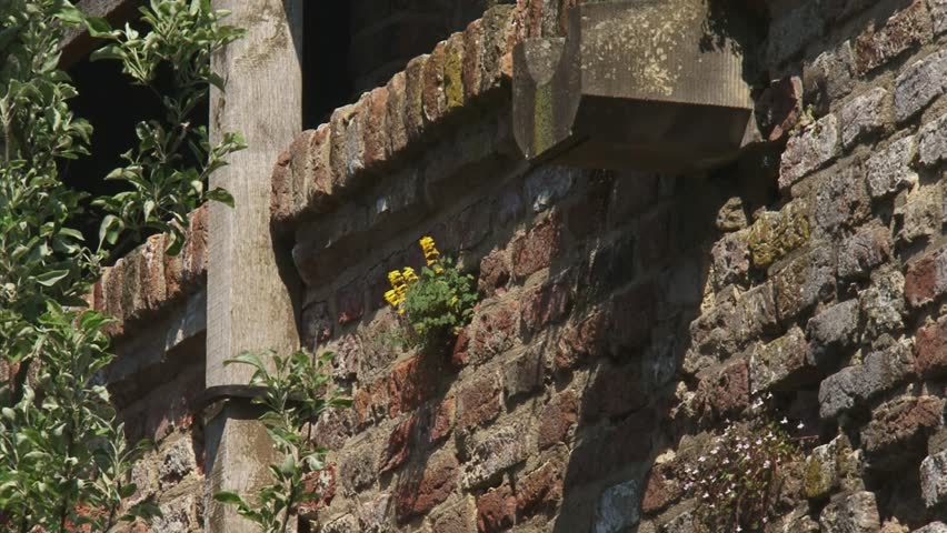 ZUTPHEN, THE NETHERLANDS - APRIL 2011: plants grow in 14th century city wall  zoom out to gates in wall