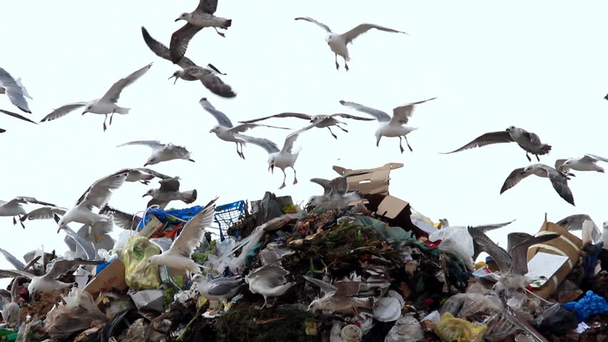 Seagulls and pollution

Description: Seagulls on landfill 

