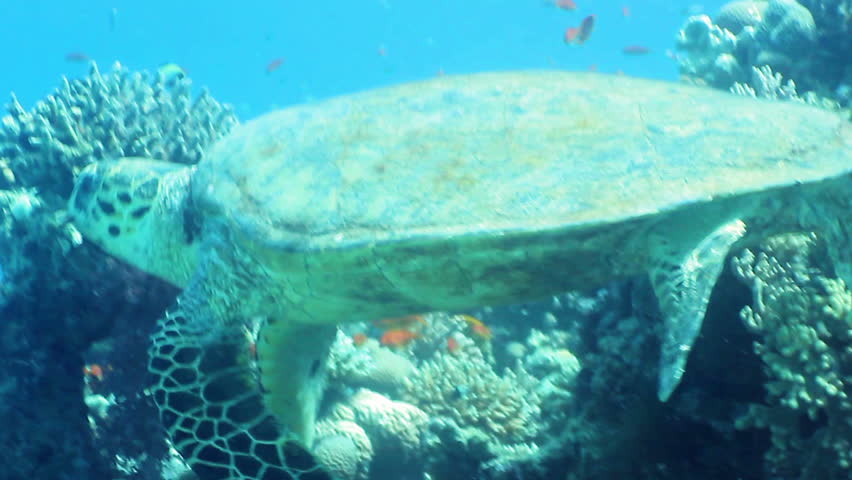 Hawksbill sea turtle (Eretmochelys imbricata) on the reef, Red Sea, Egypt. 