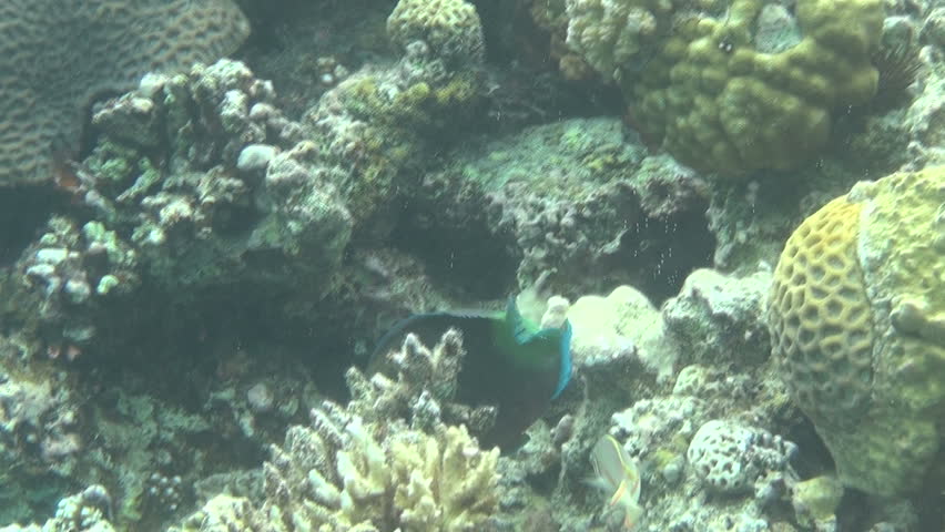 parrotfish 02