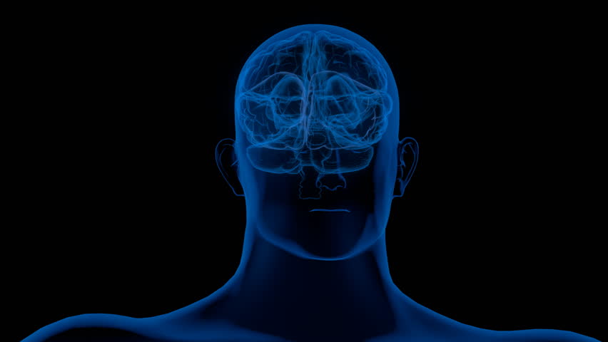 loopable analysis of the human brain
