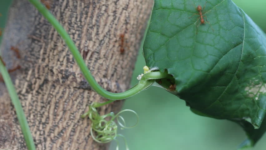 Red weaver ant movement in their habitat