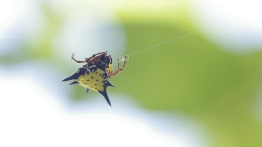 A close up of the star spider on the web with wind blow