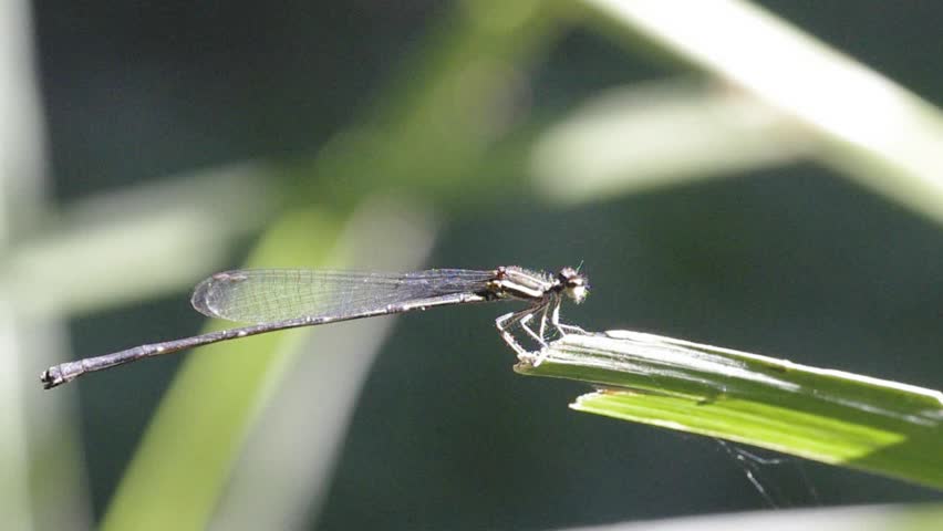 A damselfly fly up and down over the grass leaf