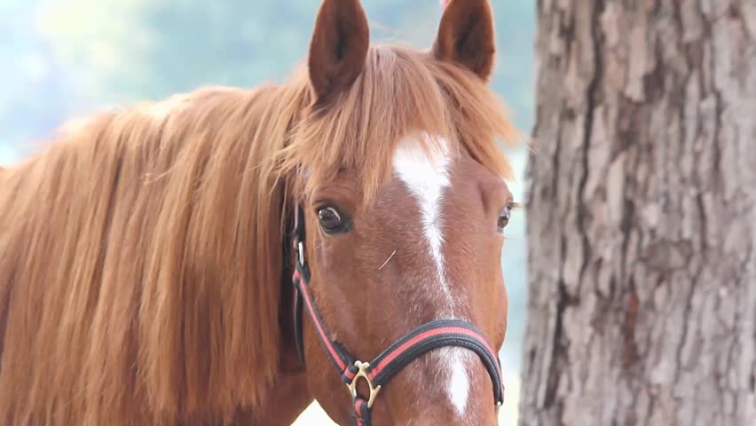 Closeup Of A Brown Horse's Face With A Bridle