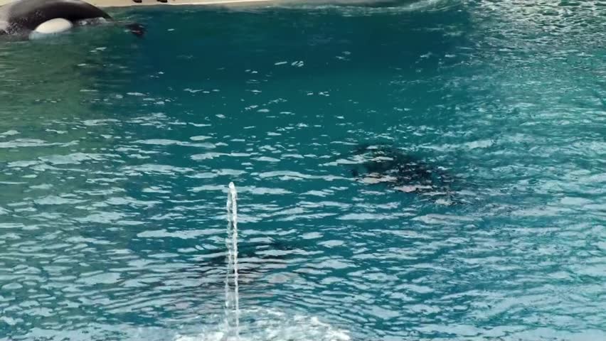 Trained Orcas leap out of the water