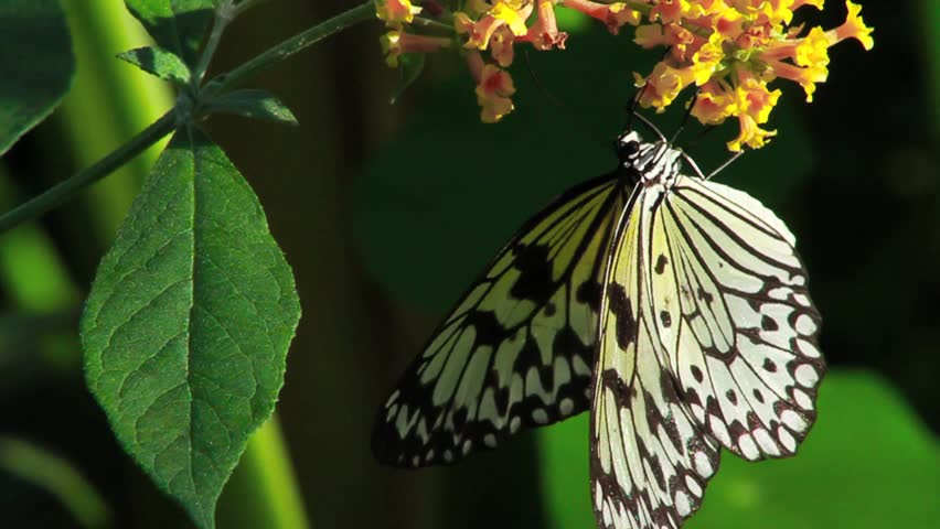 Butterflies in Flight - 50 Frames Per Second Slow Motion
