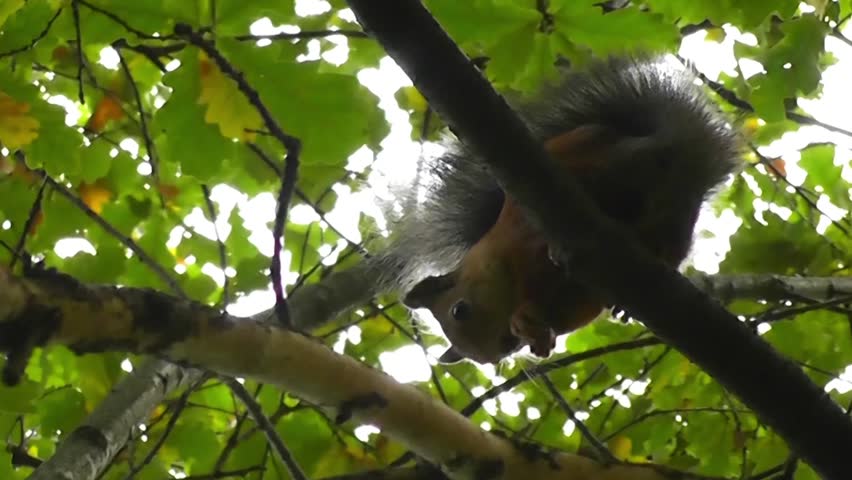 Squirrel gnaws acorn sits high on a tree. Chews acorn sitting on a branch of old oak.
