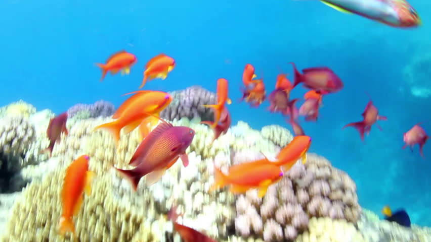 Shoal of Sea goldie, swimming around a coral reef in the Red Sea.