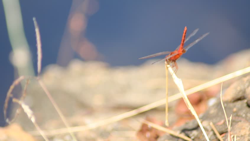 Dragonfly on twig.