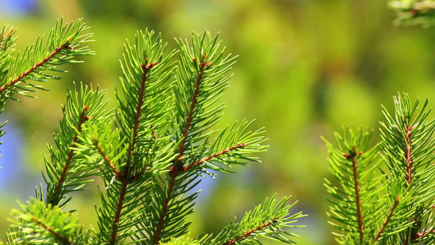 fir twigs close-up