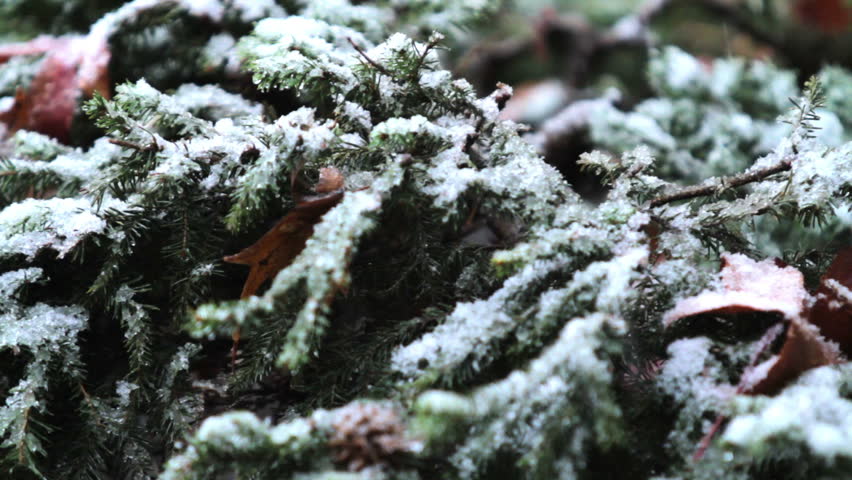 Snow Falls on Green Bush