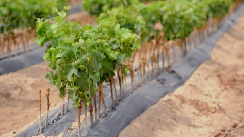 Young Vineyards in rows. Seedlings vines.Graft of the vines.