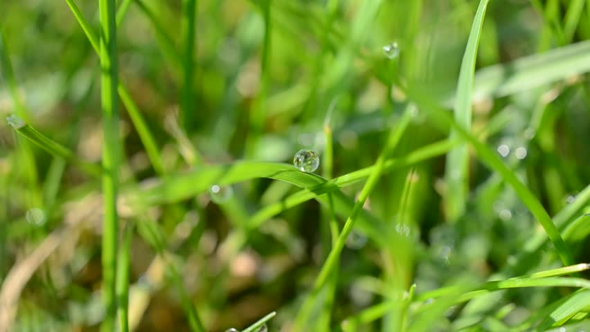Green grass, macro.