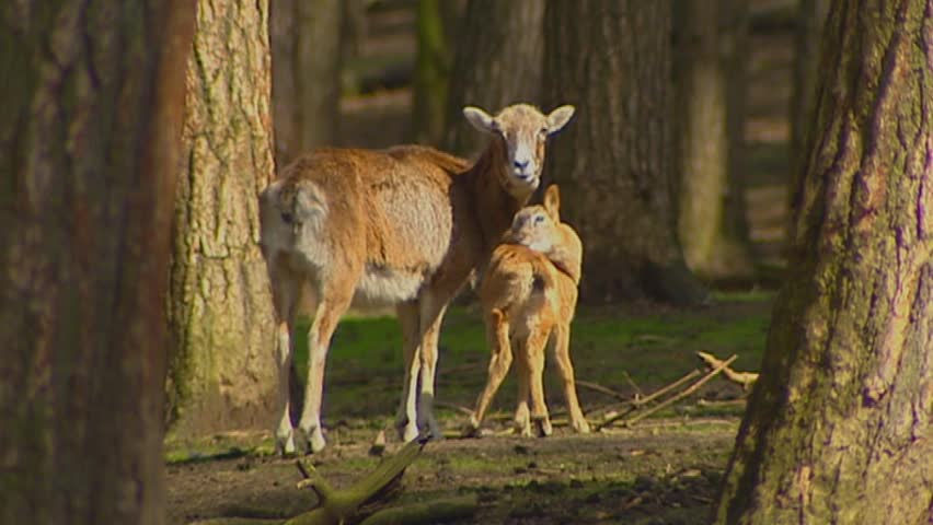 European mouflon  - Ovis aries orientalis - ewe with offspring between tree trunks - on camera 