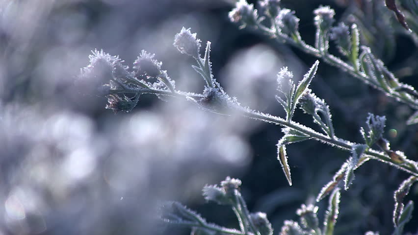 Close up rack focus of frosty plants.