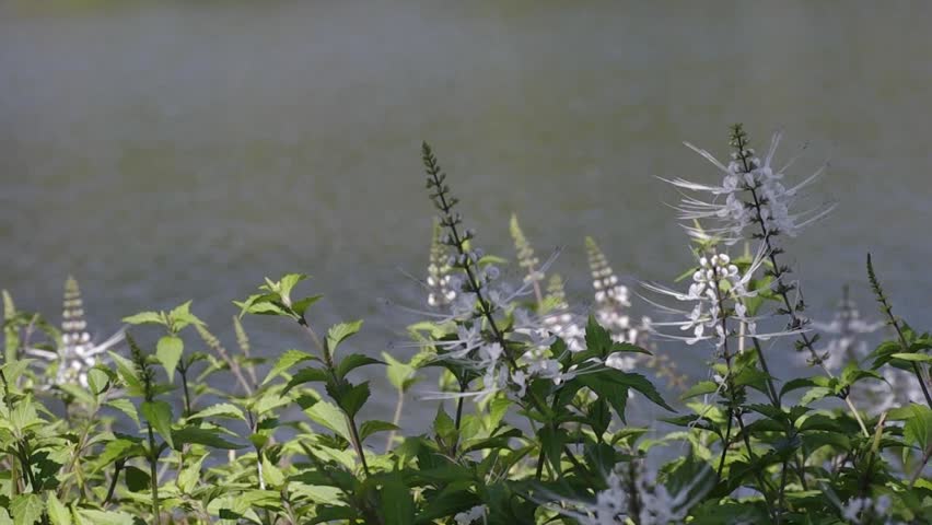 The wind blow the  Catâs whisker flowers grown in the park near the reservoir