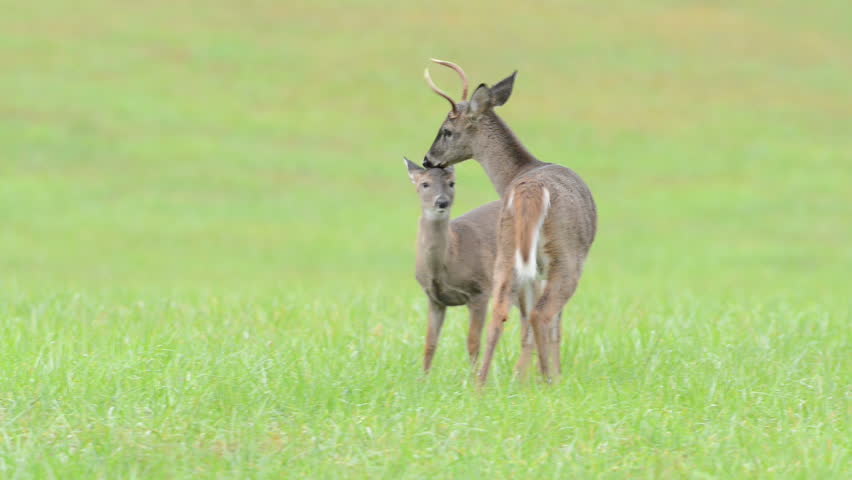 A small white-tailed deer buck grooms a fawn in an open meadow	