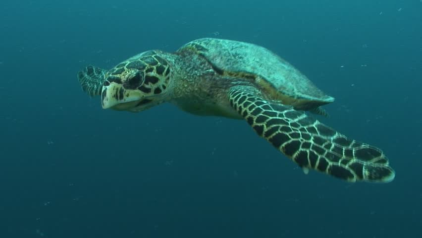Hawksbill Turtle